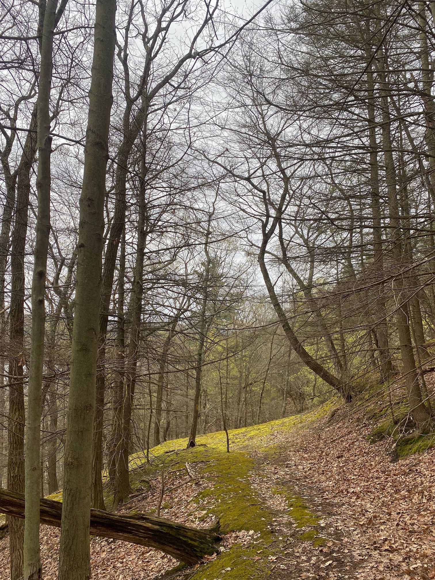 trail to hemlock